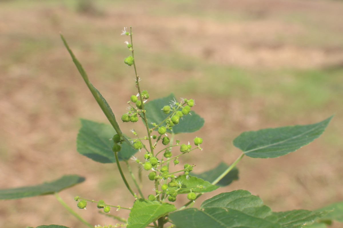 Acalypha paniculata Miq.